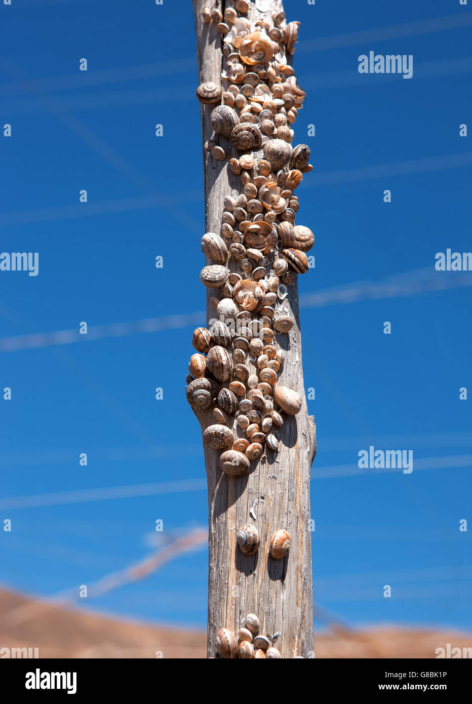 Un nombre incalculable de coquilles d'Escargots sur un poste en bois Banque D'Images