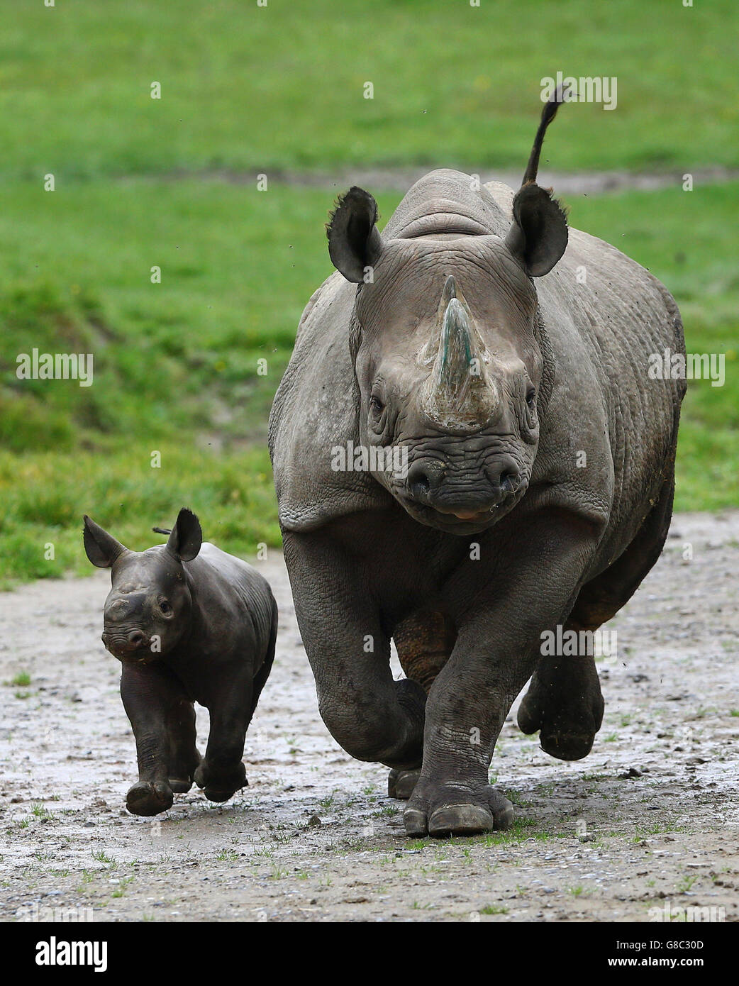 Un Veau De Rhinoceros Noir De Trois Semaines Avec Sa Mere Damara Au Parc Animalier Howletts Pres De Canterbury Dans Le Kent Alors Qu Il Devient Le Premier Bebe Rhinoceros Ne Dans Les