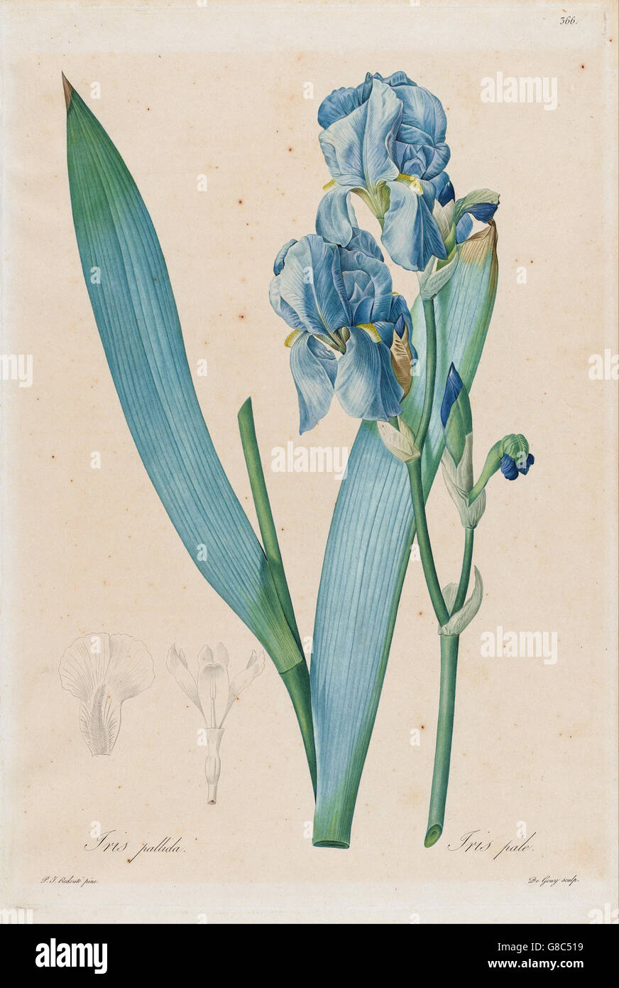De Gouy, d'après Pierre- Joseph Redouté - Iris (Iris pallida dalmates) Banque D'Images
