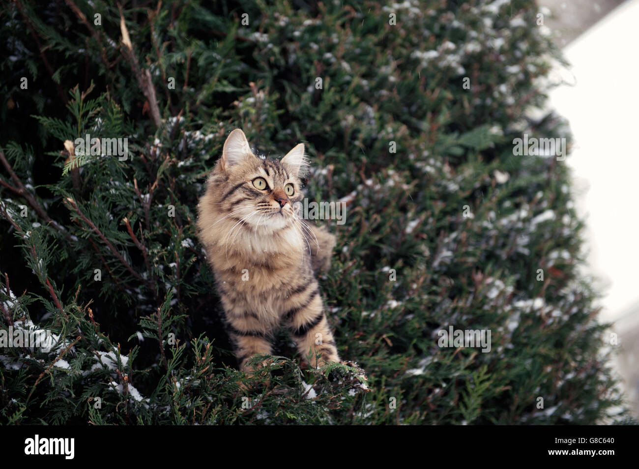 Un chat tabby moelleux perché parmi les branches à feuilles persistantes poussiéreuses de neige, avec une expression curieuse et alerte, Banque D'Images