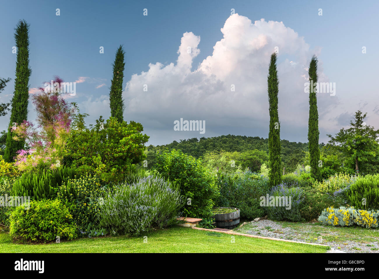 Aroun Cypress road en temps de printemps. Banque D'Images