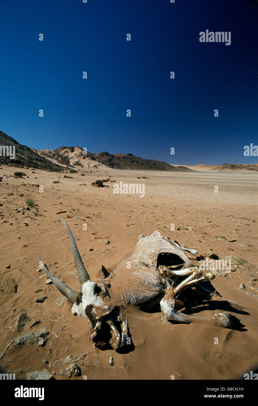 Oryx mort, Désert du Namib, Namibie. Banque D'Images