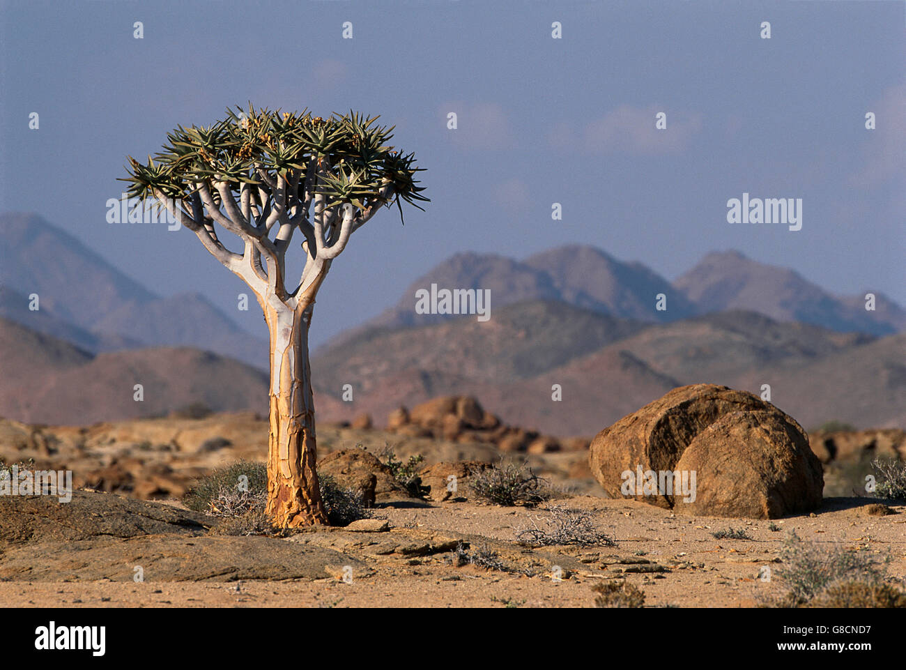 Les jeunes arbres carquois, Namib-Naukluft Park, Namibie. Banque D'Images