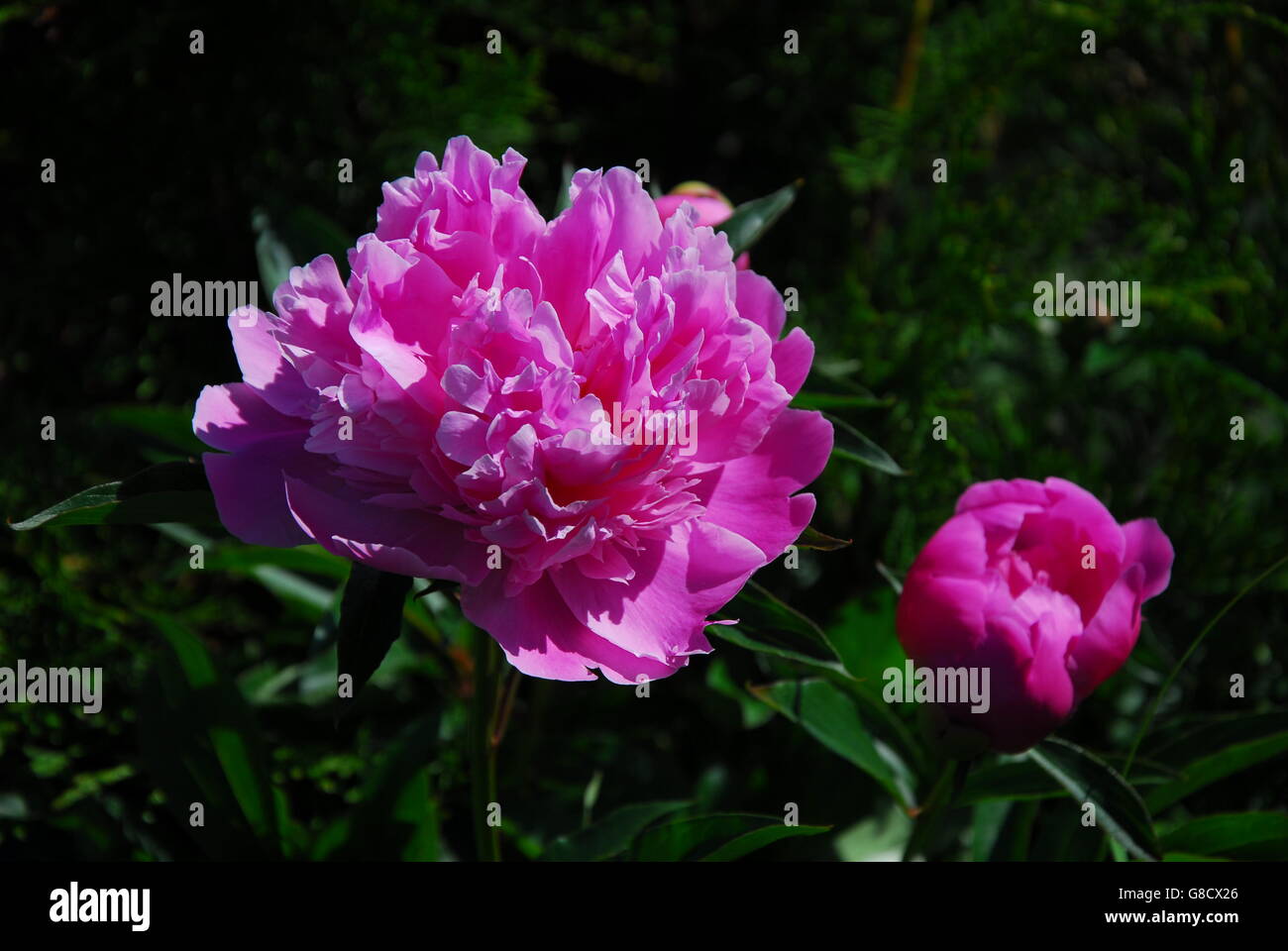 La pivoine, paeonia veitchii Banque D'Images