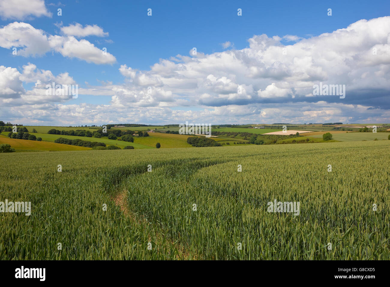 Paysage agricole pittoresque avec les champs de blé vert sur les Yorkshire Wolds en été. Banque D'Images