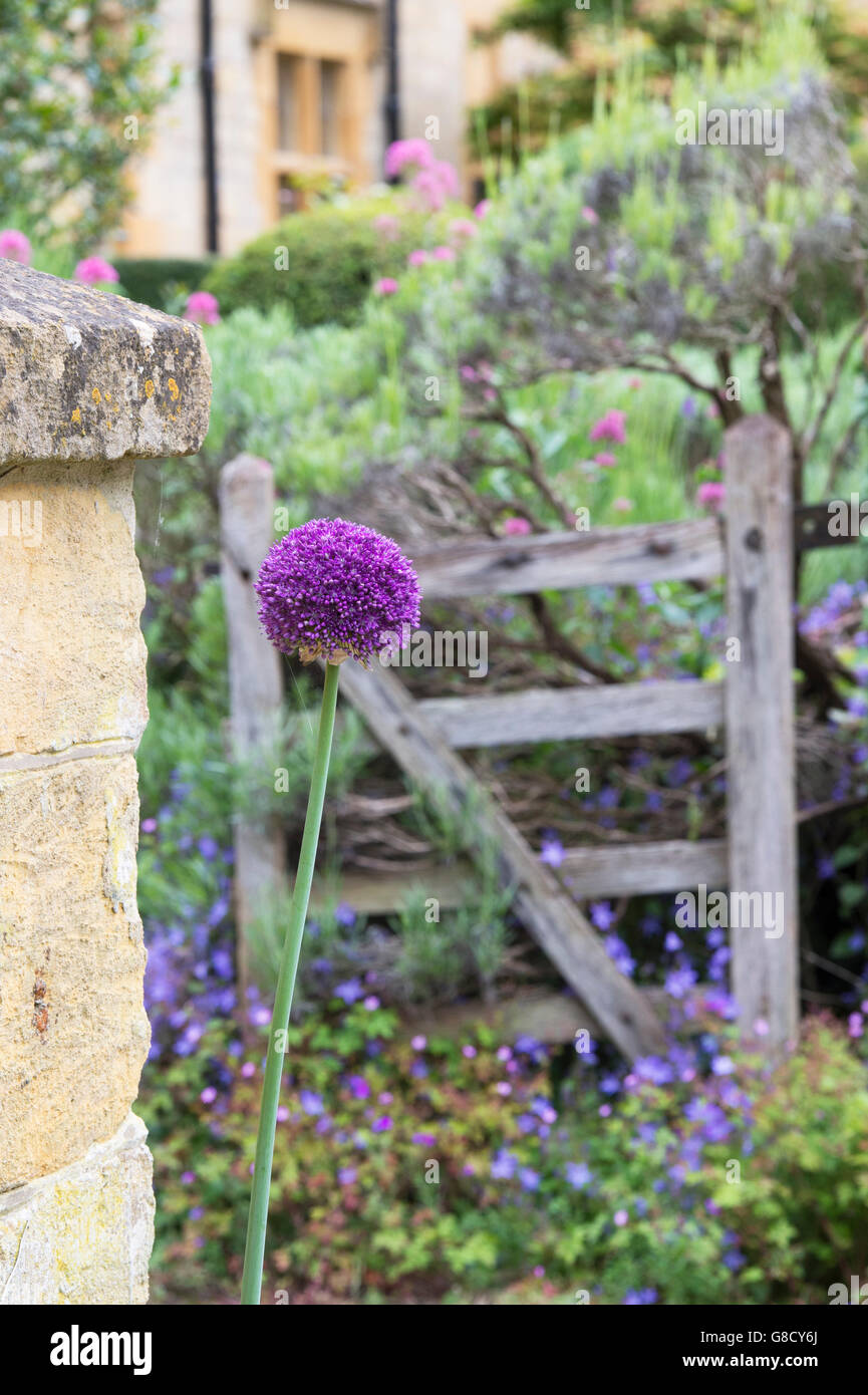 L'allium fleurs en face d'un mur en pierre de Cotswold garden. Arles, France Banque D'Images