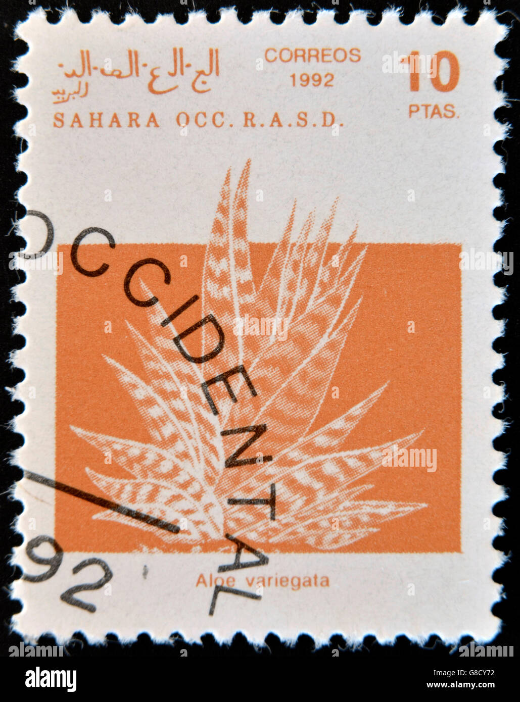 SAHARA OCCIDENTAL - circa 1992 : timbre imprimé en République Arabe Sahraouie Démocratique (RASD), dépeint l'Aloe variegata, vers 1992 Banque D'Images
