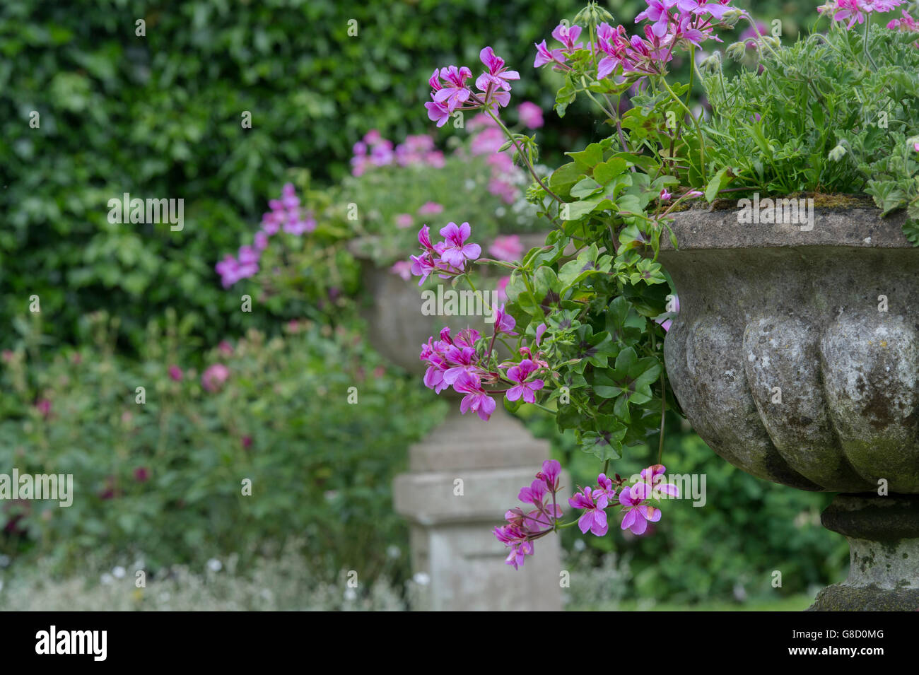 Urne en pierre plein de fleurs dans un jardin de Cotswold. Arles, France Banque D'Images