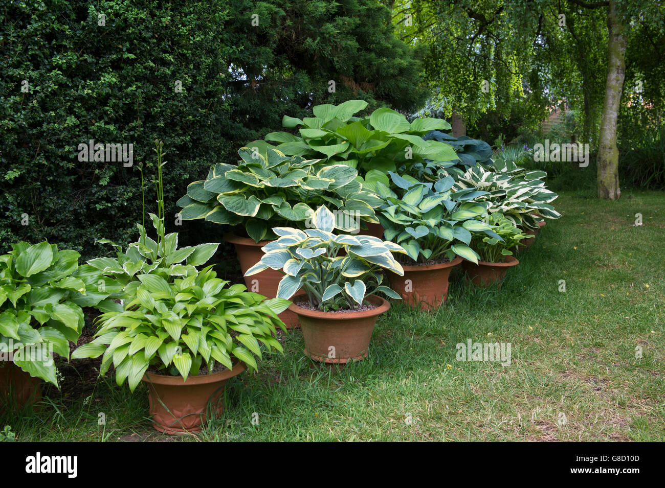 Hosta plantes dans des pots de plantes dans un jardin de chalet dans les cotswolds. Ashton Under Hill, Wychavon district, Worcestershire, Royaume-Uni Banque D'Images