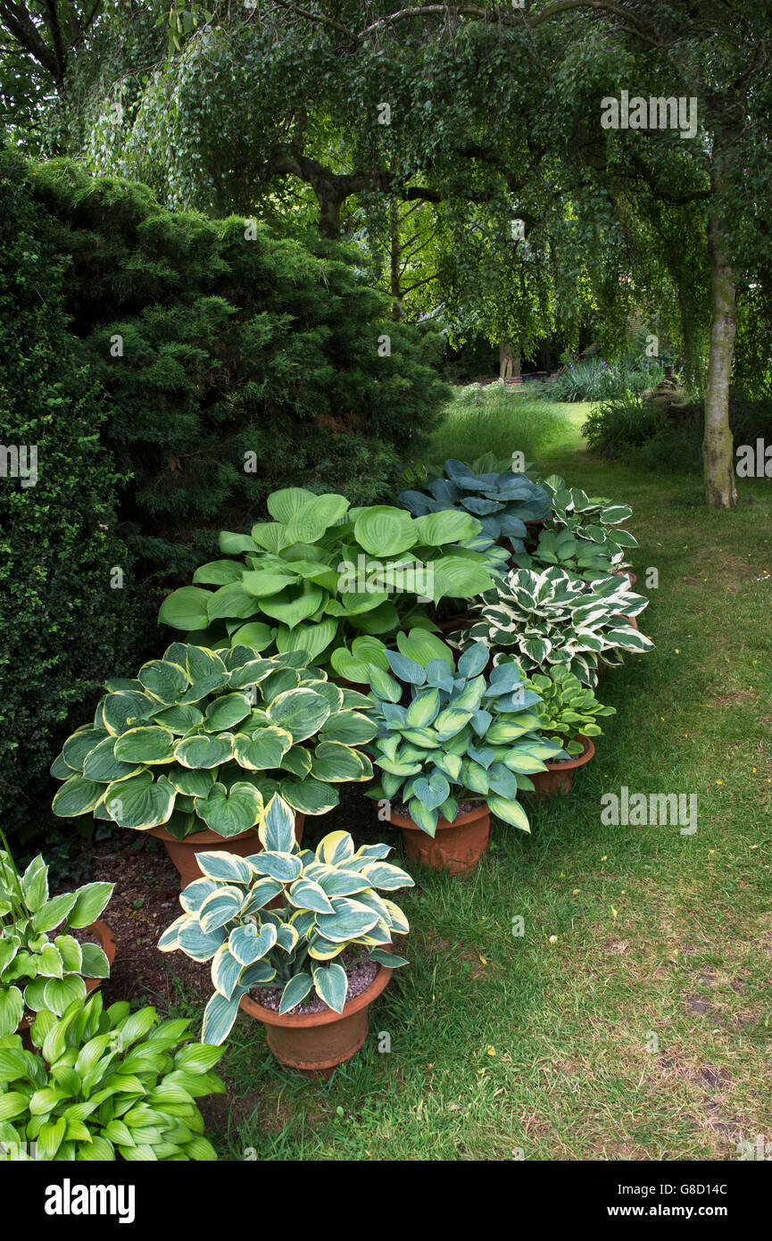Hosta plantes dans des pots de plantes dans un jardin de chalet dans les cotswolds. Ashton Under Hill, Wychavon district, Worcestershire, Royaume-Uni Banque D'Images
