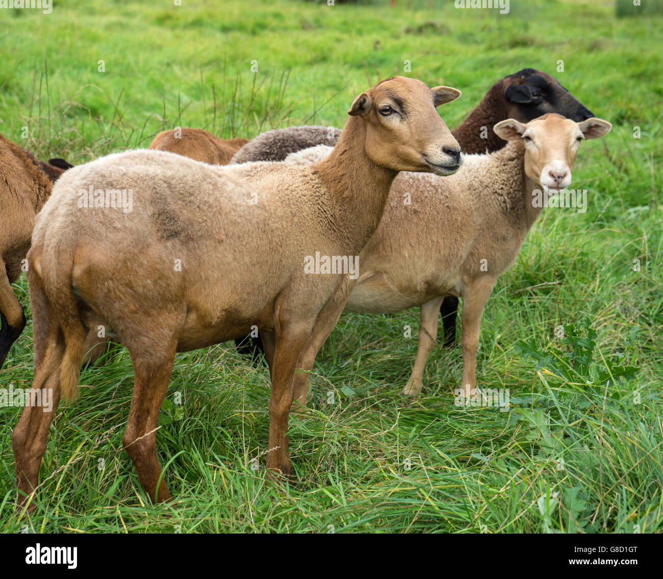 Petit groupe de brown sheep Banque D'Images