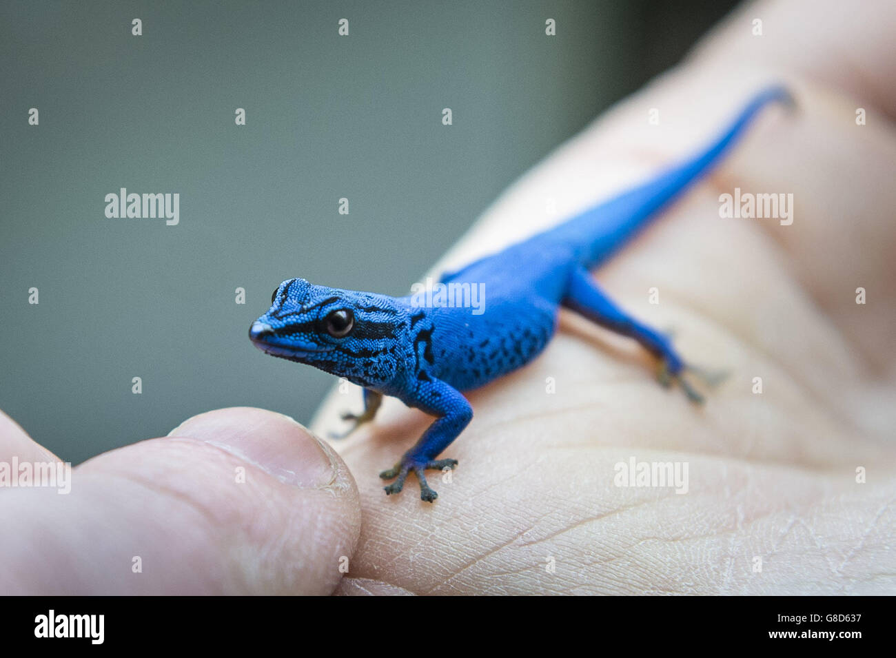 Blue gecko Banque de photographies et d'images à haute résolution - Alamy