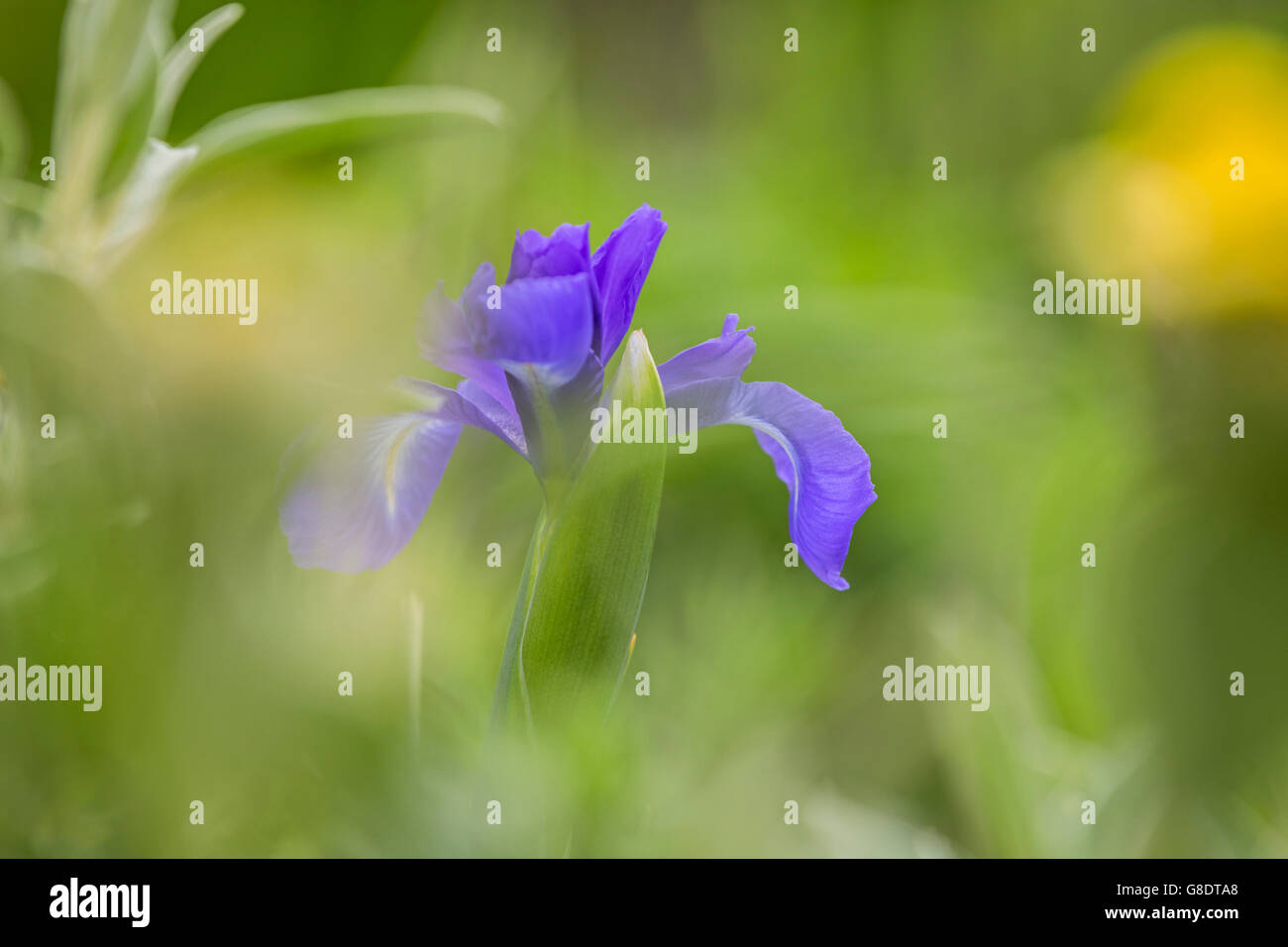 Iris bleu fleur. Banque D'Images