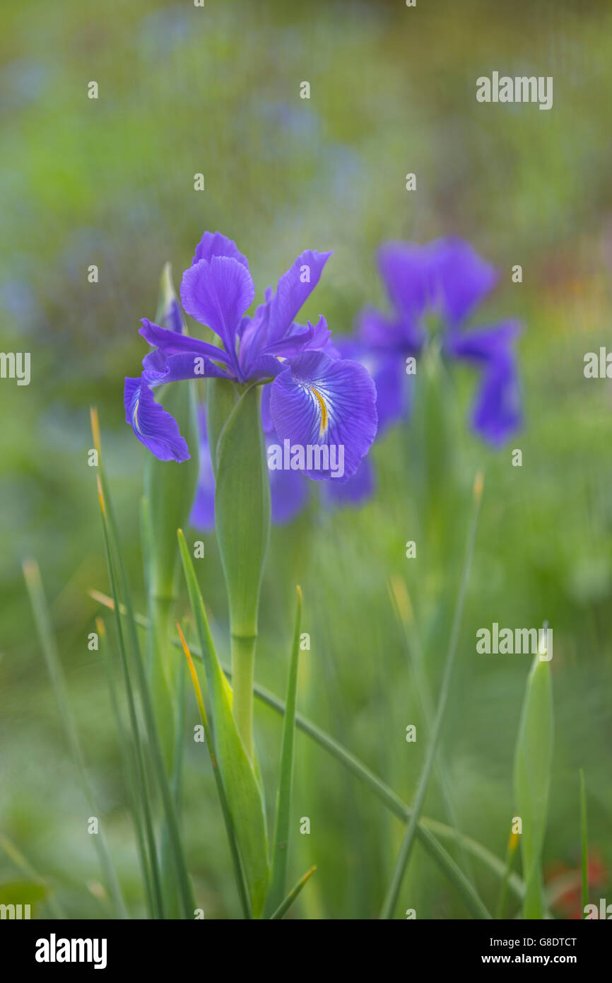 Iris bleu fleur. Banque D'Images