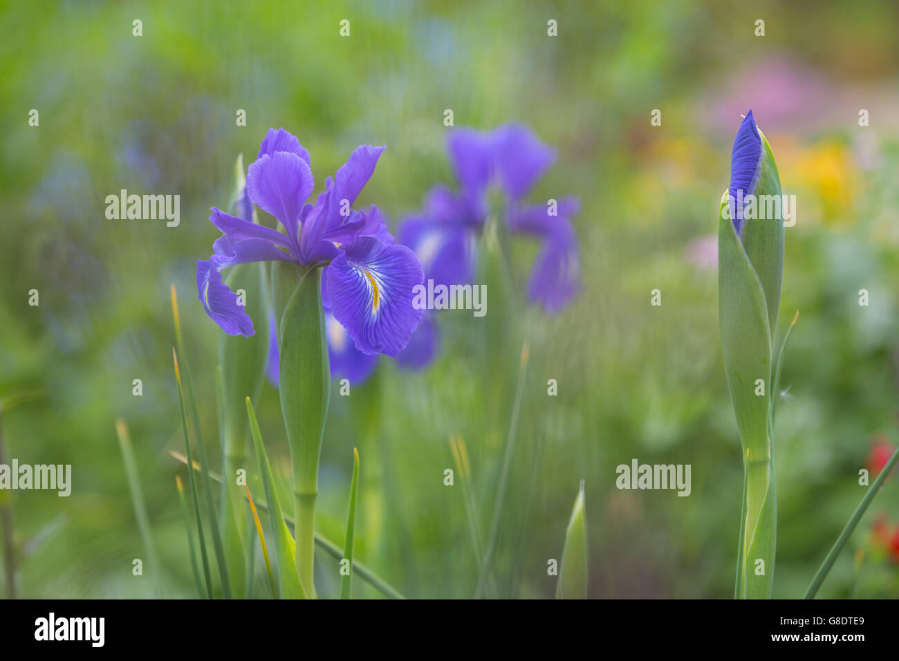 Iris fleurs bleu. Banque D'Images