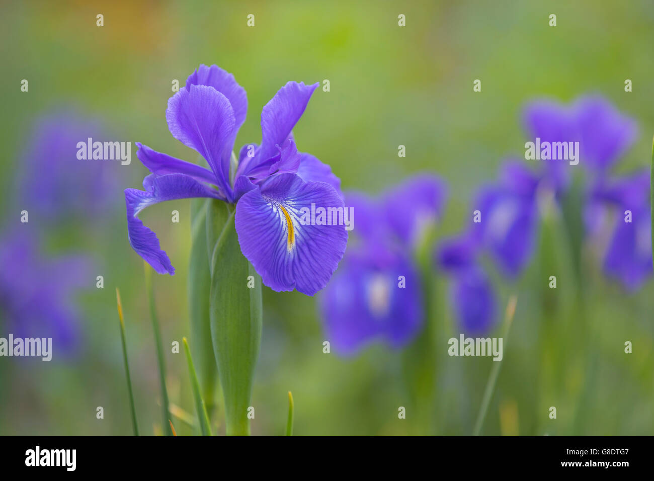 Iris fleurs bleu. Banque D'Images