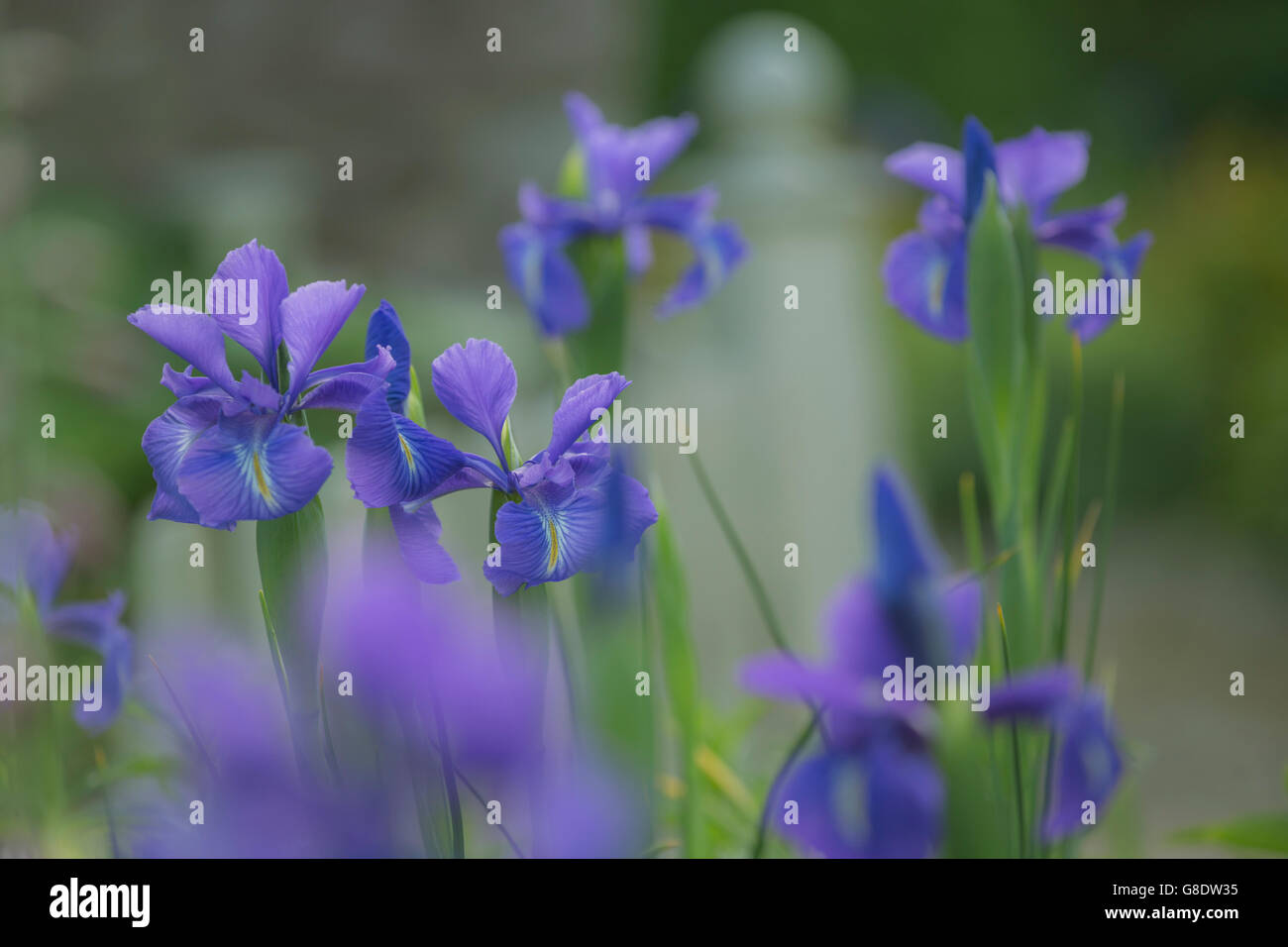 Iris fleurs bleu. Banque D'Images