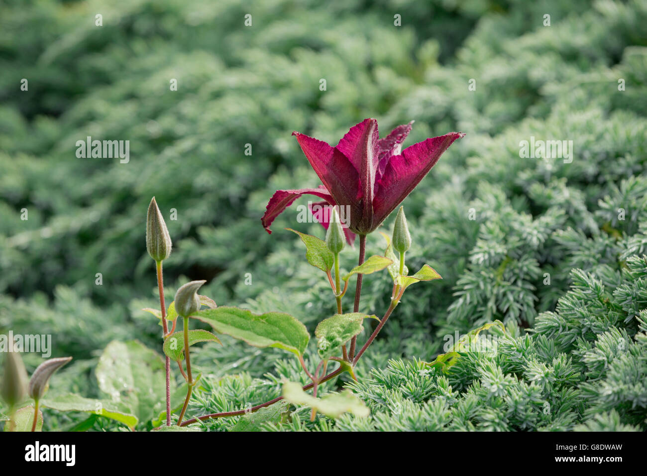 Bourgogne Clematis flower. Banque D'Images