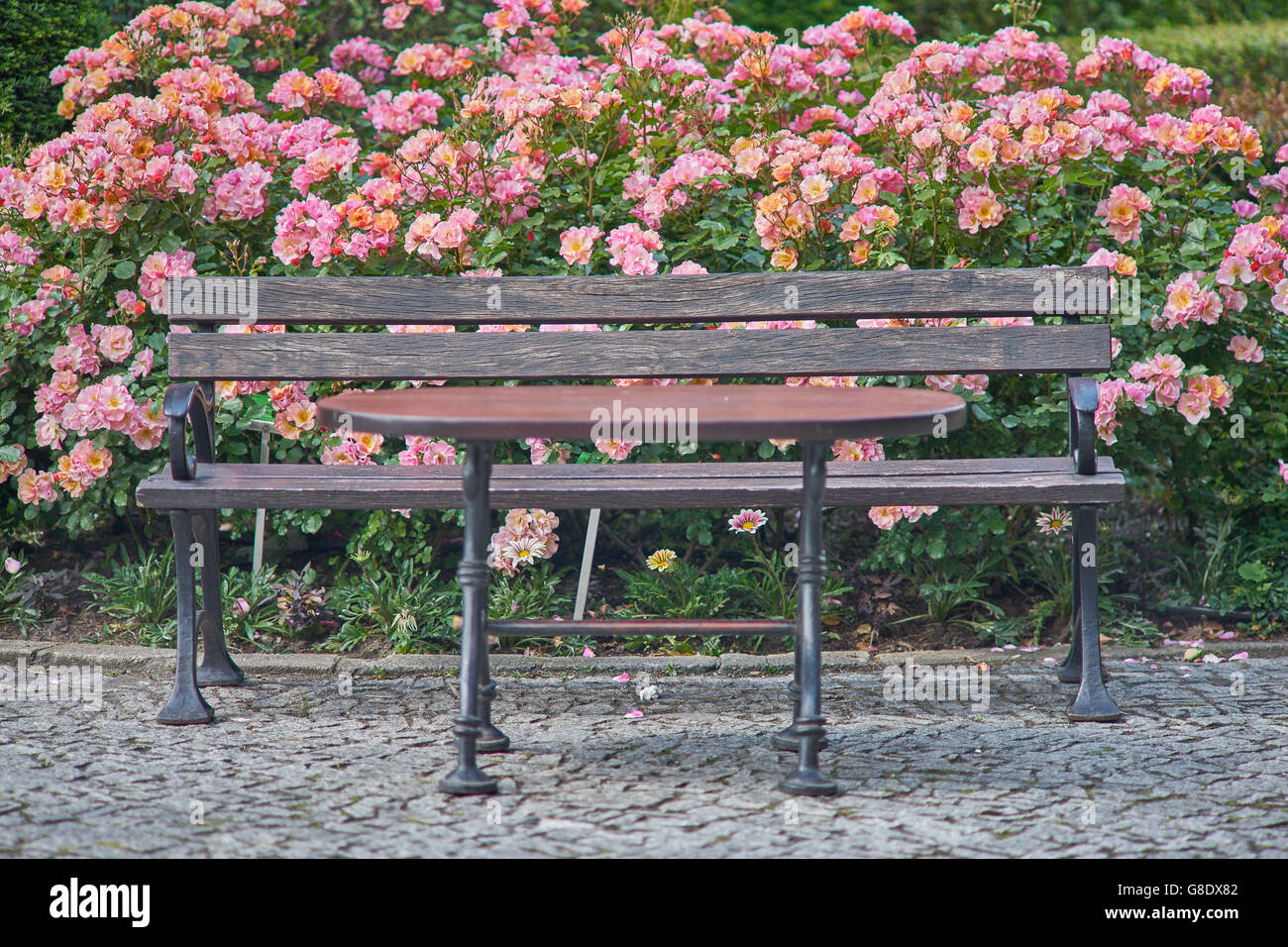 Banc et table avec des rosiers en fleurs derrière Banque D'Images