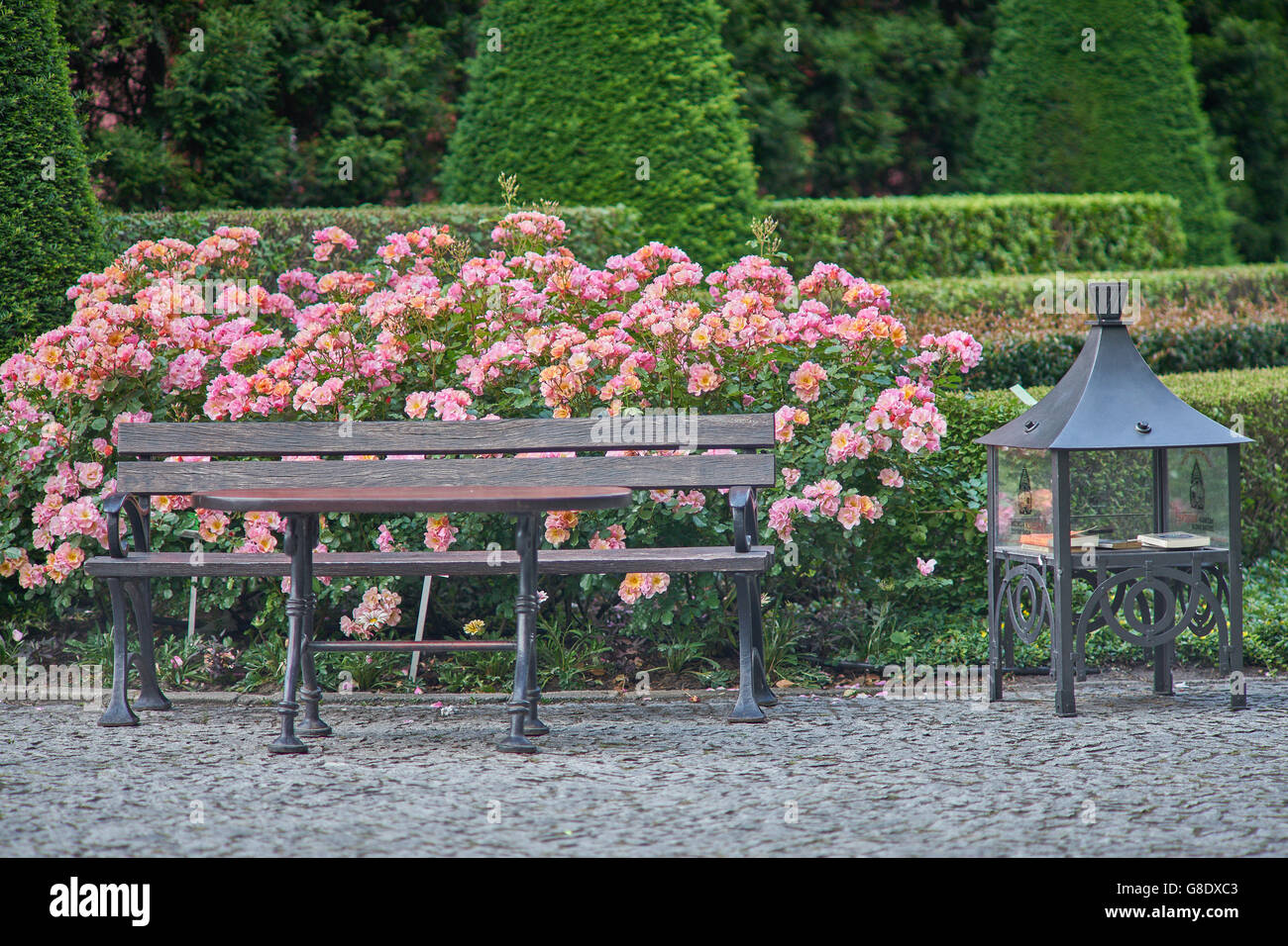 Banc et table avec des rosiers en fleurs derrière Banque D'Images