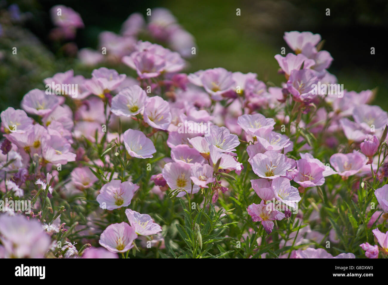 Soirée Pink primroses suncups sundrops en pleine floraison Oenothera speciosa Twilight Banque D'Images