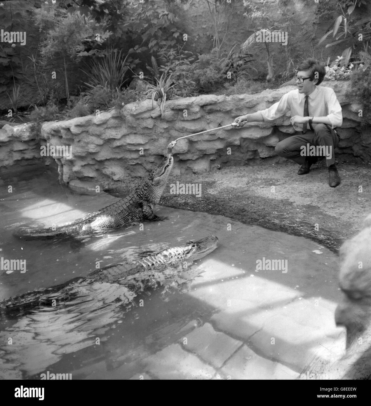 John Foden, 18 ans, de Great Barr, Birmingham, nourrissant des crocodiles du Mississippi au zoo de Dudley, dans le Worcestershire, où il est responsable de la maison de repos. Banque D'Images