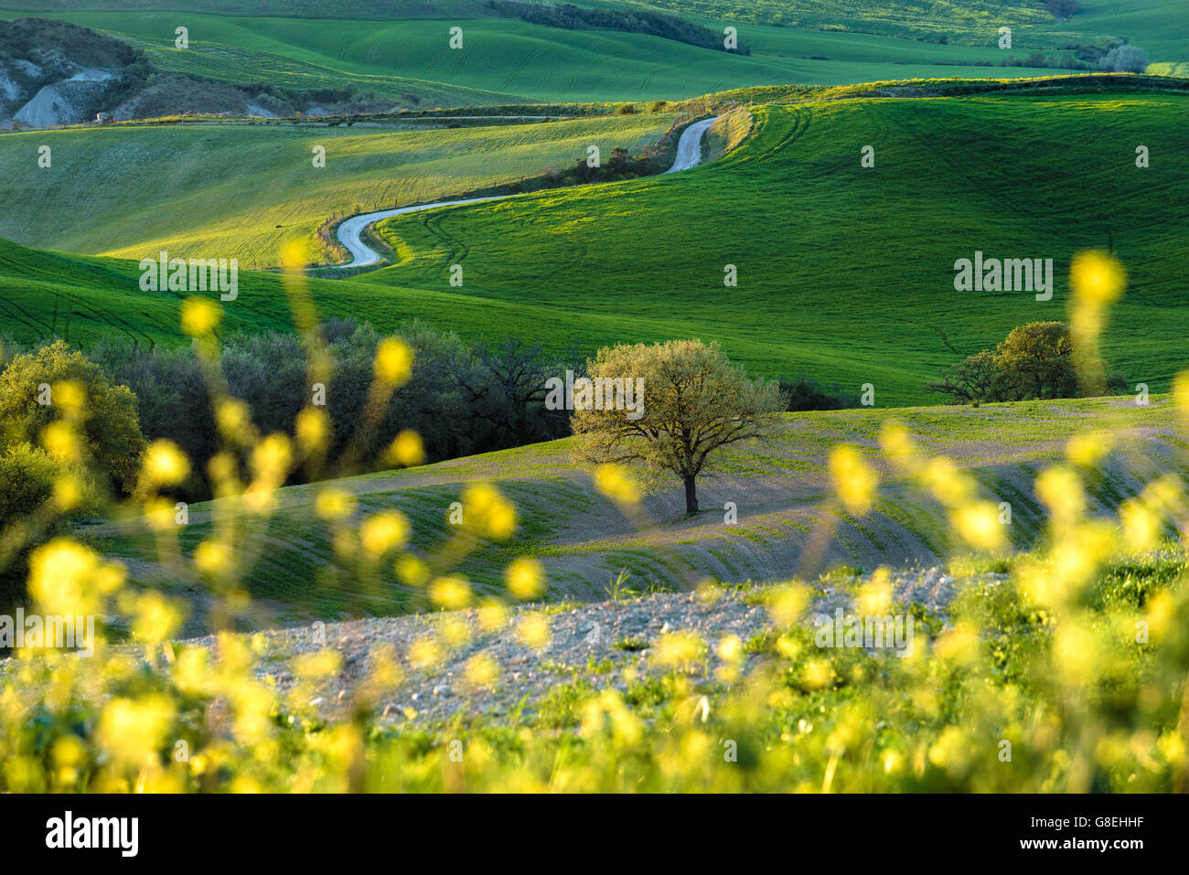 Éveil vert printemps en Toscane. Banque D'Images