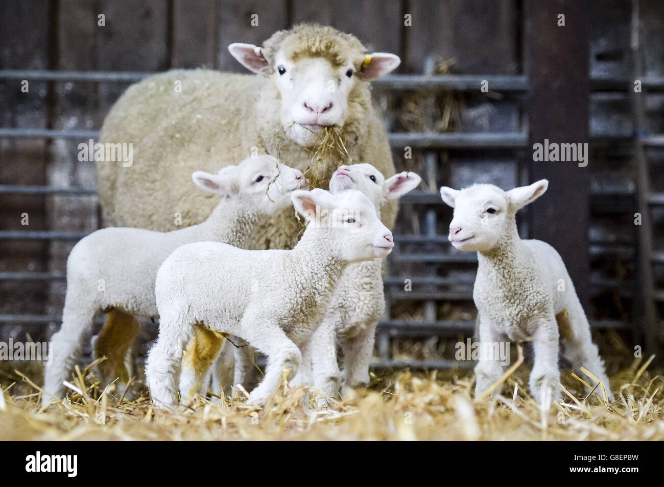 Les nouveau-nés de quatre agneaux se rassemblent autour de leur mère à Olde House, dans les Cornouailles, où le temps doux a aidé à faciliter l'agneaux précoces à la ferme. Banque D'Images