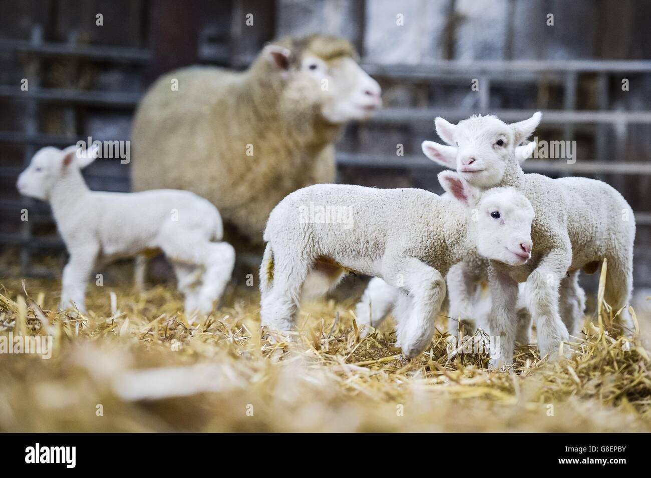 Les nouveau-nés de quatre agneaux se rassemblent autour de leur mère à Olde House, dans les Cornouailles, où le temps doux a aidé à faciliter l'agneaux précoces à la ferme. Banque D'Images
