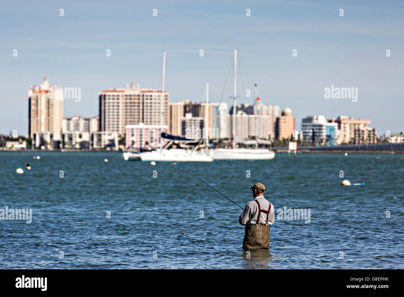 Wade pêcheur dans la baie de Sarasota de Sarasota, Floride. Banque D'Images