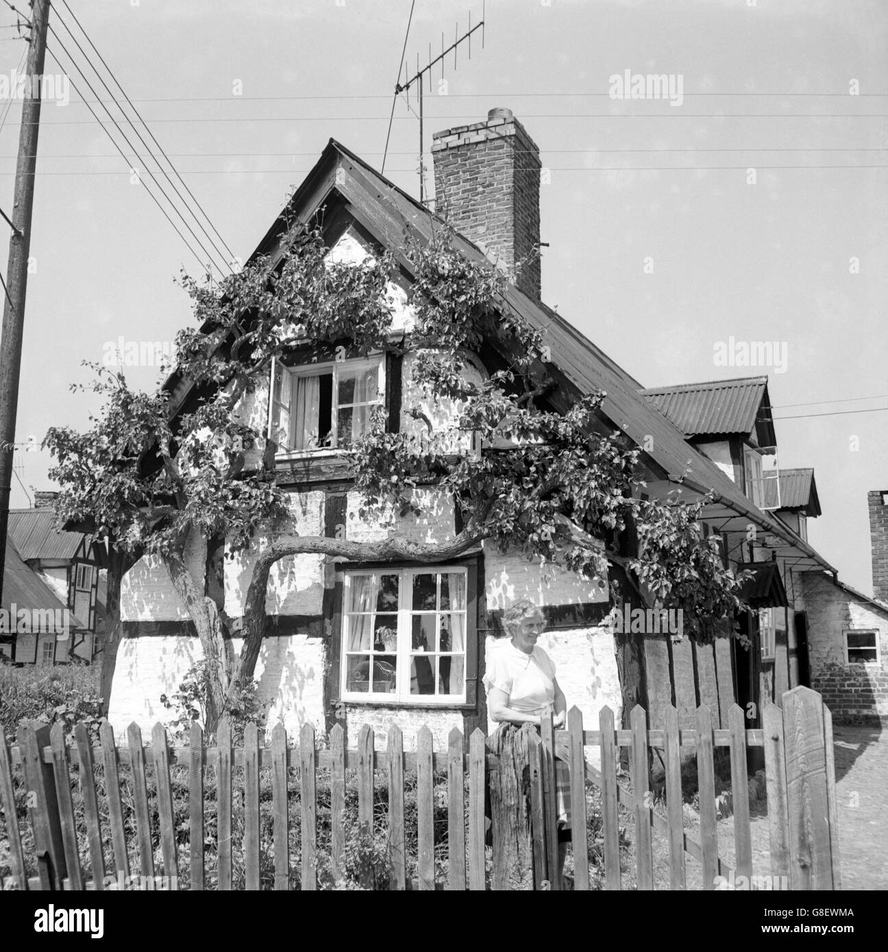 Une partie pittoresque de l'Angleterre rustique, mais cette maison vieille de 500 ans, appelée « Walnut Cottage », à Upton Magna, dans le Shropshire, est sur le point d'être démolie. À la porte du jardin se trouve Alice Gamble, la cinquième génération de sa famille à y vivre. Dans le jardin se trouve un poirier de 100 ans. Banque D'Images