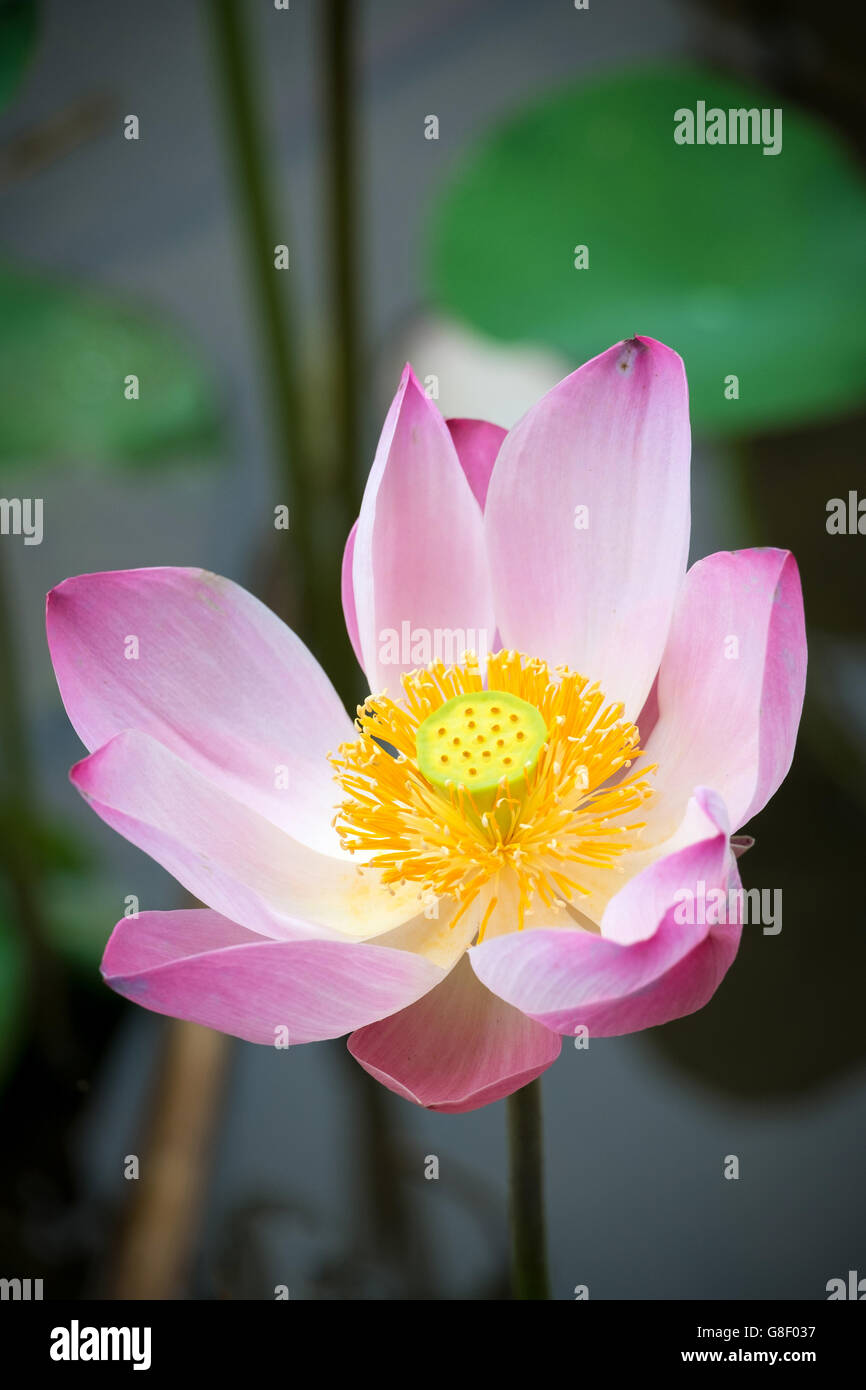Une fleur de lotus rose pousse dans un jardin d'Asie Banque D'Images