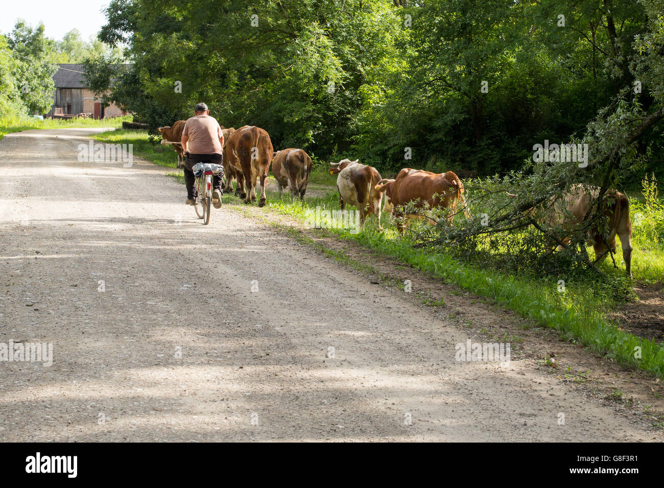 Un homme sur une bicyclette sur une route de campagne dans le Parc Naturel de Lonjsko Polje, Croatie Banque D'Images