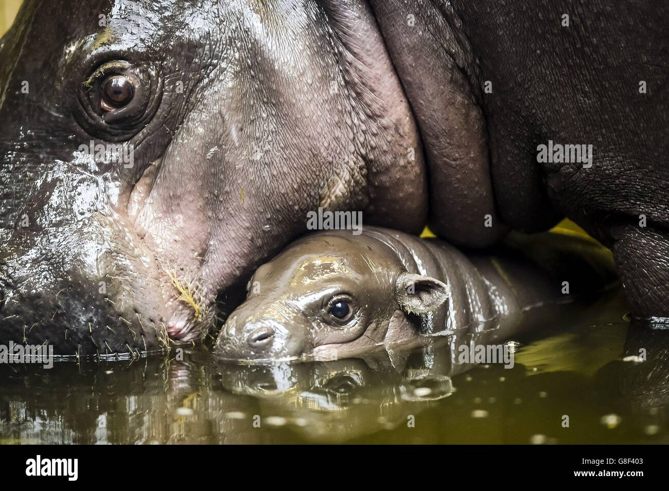 Un Bebe Pygmy Hippopotame De Trois Semaines Encore Sans Nom Reste Pres De Sa Mere Sirana Alors Qu Il Explore La Maison Hippique Du Zoo De Bristol Photo Stock Alamy