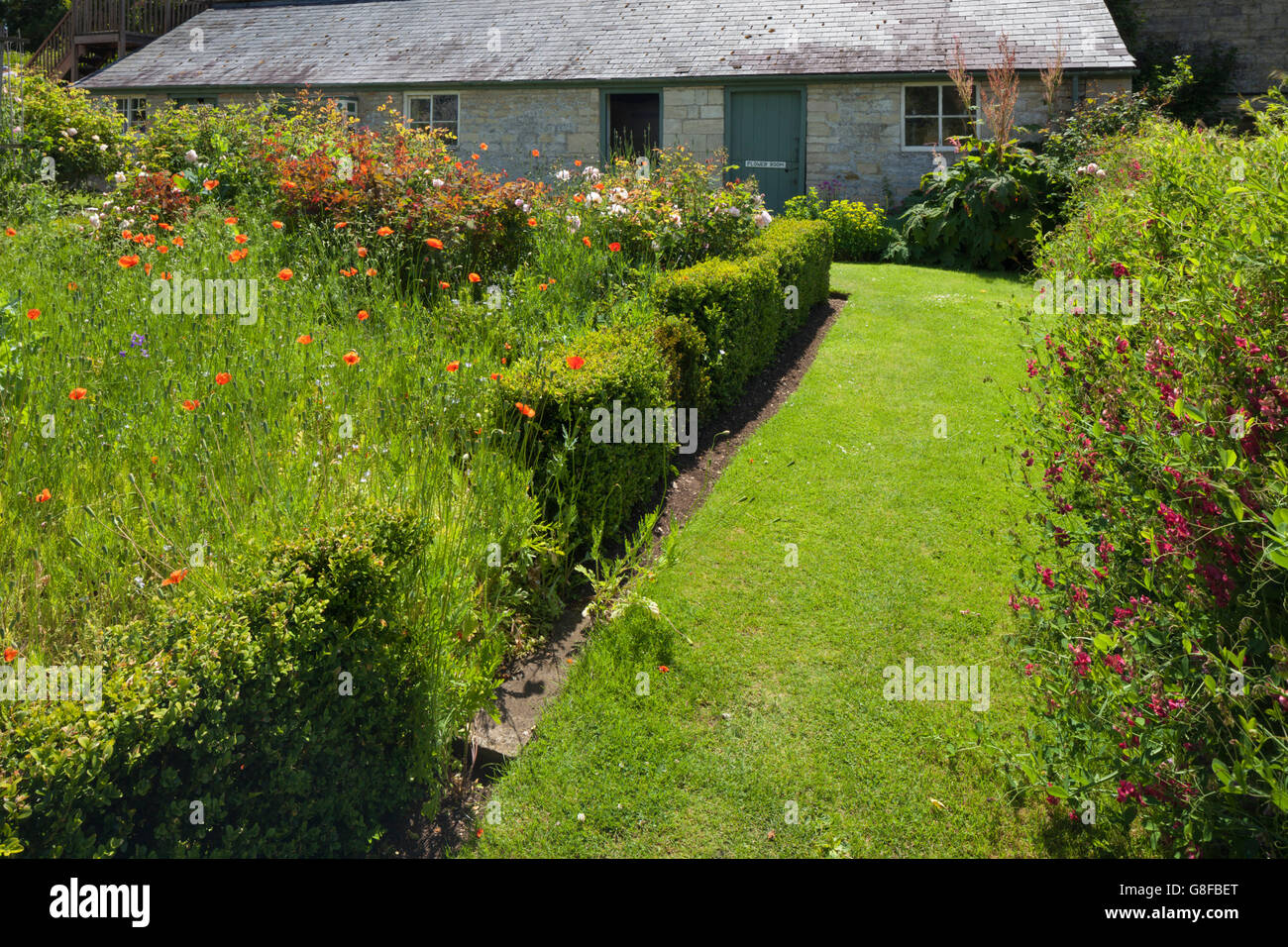 Un chemin d'herbe bordée par les petits pois et coquelicots dans le Pickery de Easton Walled Garden, Lincolnshire, Angleterre Banque D'Images