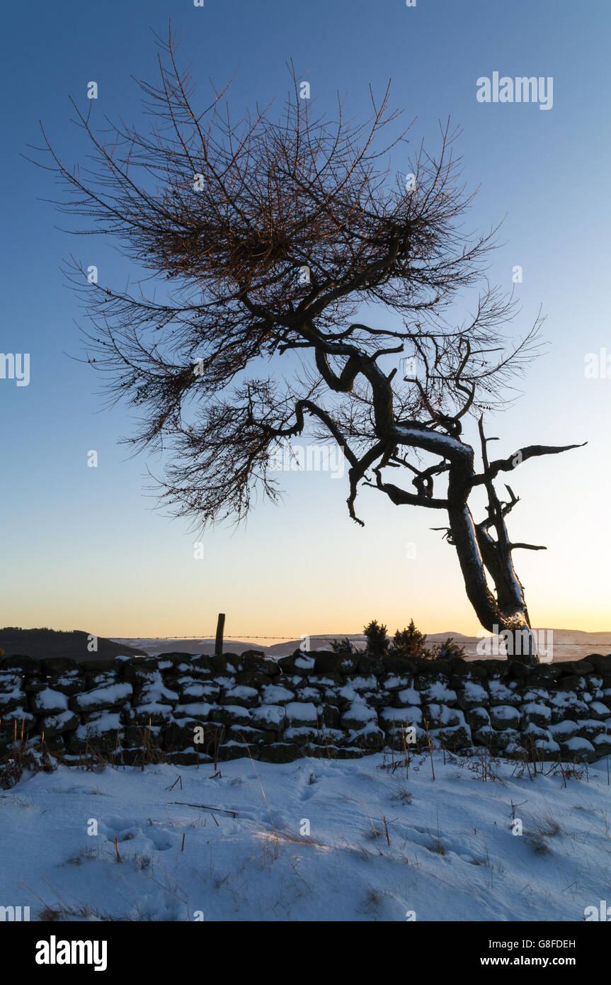 Arbre isolé dans un paysage d'hiver - Roseberry Topping Banque D'Images