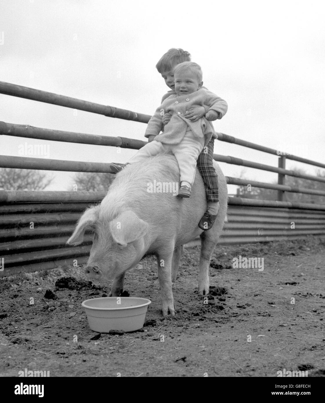 Simon Hazel, 4 ans, et Leigh Woods, 18 mois, font un tour sur Bessie le cochon au Formakin Animal Center près de Benson, Oxfordshire, qui se spécialise dans la fourniture d'animaux pour les apparitions à la télévision. Banque D'Images