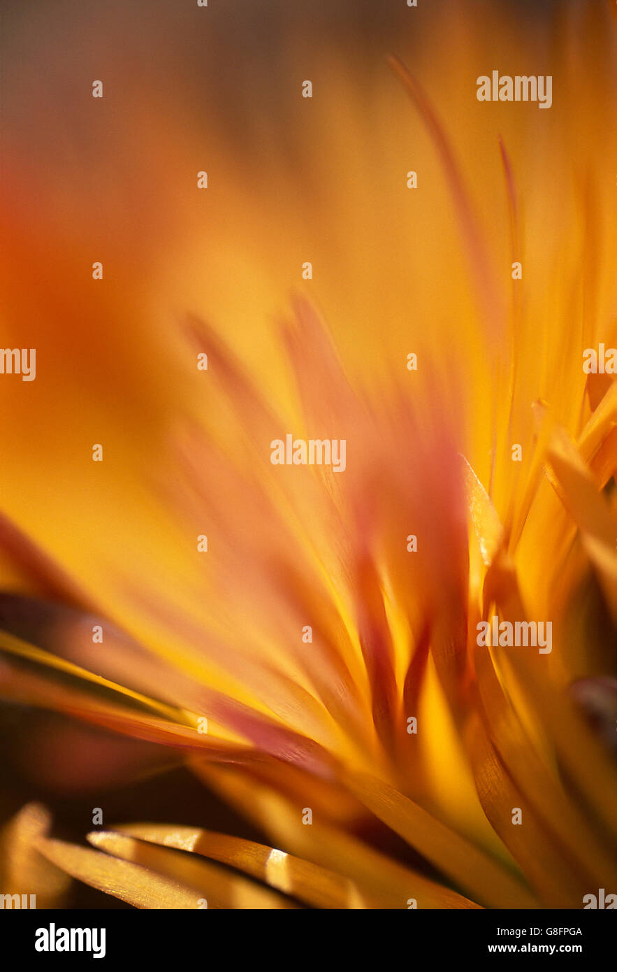 Fleur Orange, Namaqualand, Afrique du Sud. Banque D'Images