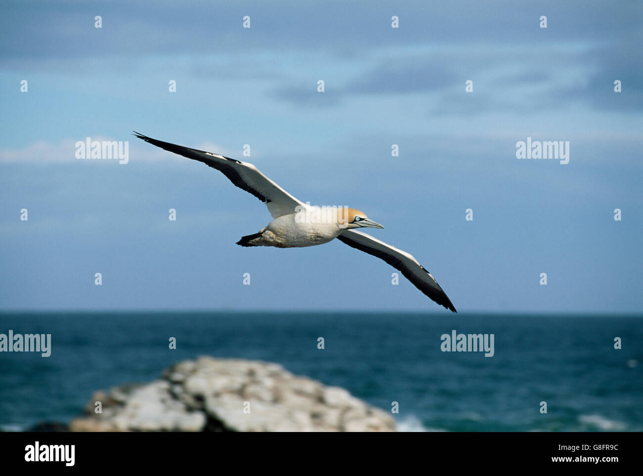 Cape gannet, Lamberts Bay/Lambertsbaai, Western Cape, Afrique du Sud. Banque D'Images