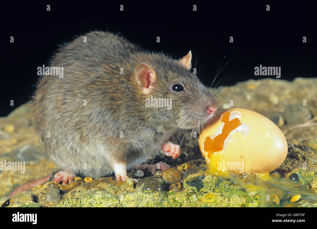 Comment Un Rat Emporte Un Oeuf Rat surmulot Rattus norvegicus manger poulets oeuf dans ferme avicole
