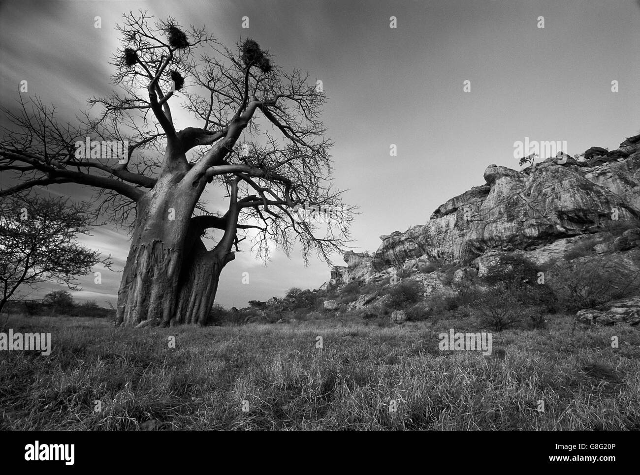 Des rochers et de baobab, le royaume de Mapungubwe, Limpopo, Afrique du Sud. Noir et blanc. Banque D'Images