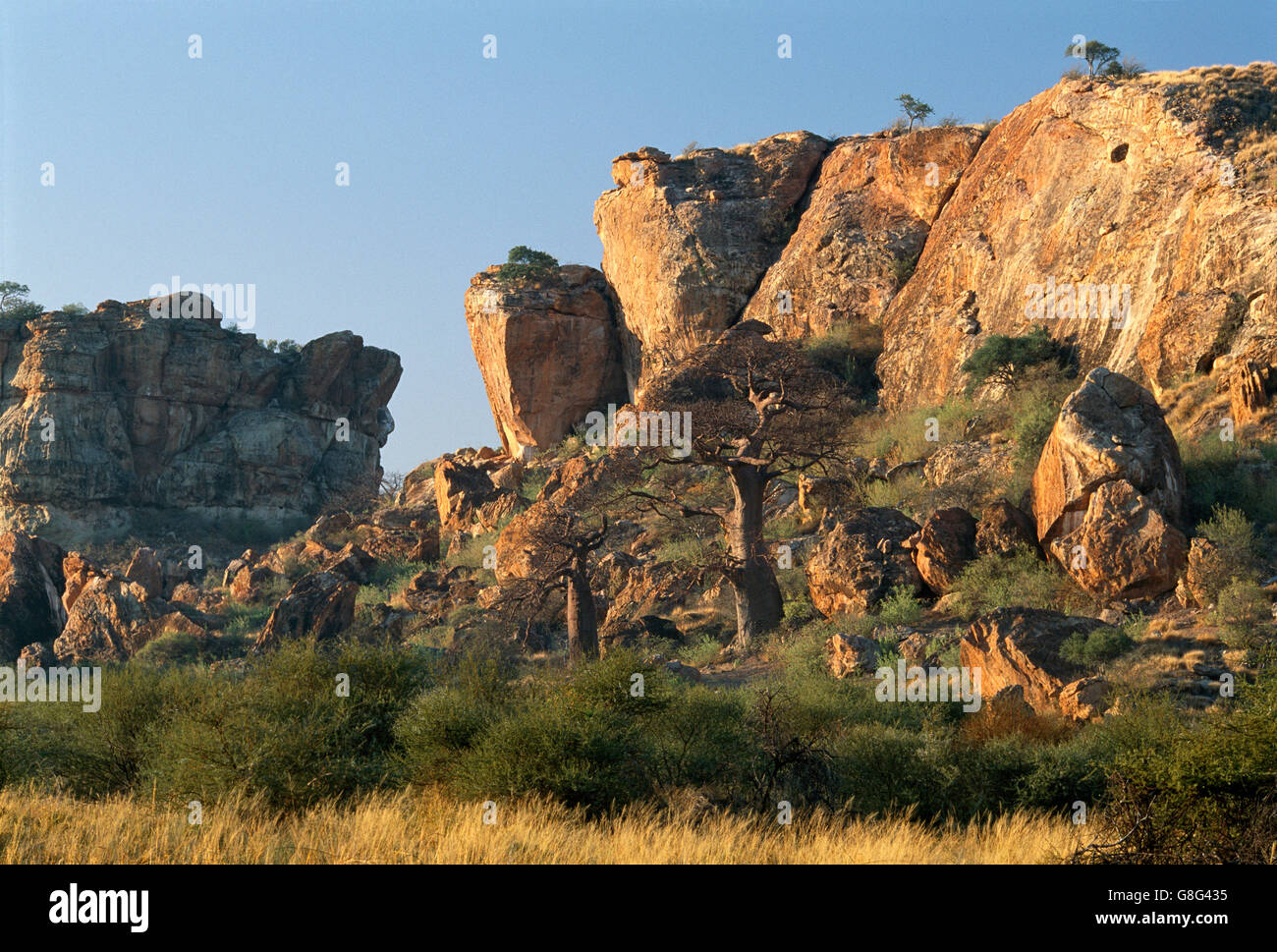 Des rochers et de baobab, le royaume de Mapungubwe, Limpopo, Afrique du Sud. Banque D'Images