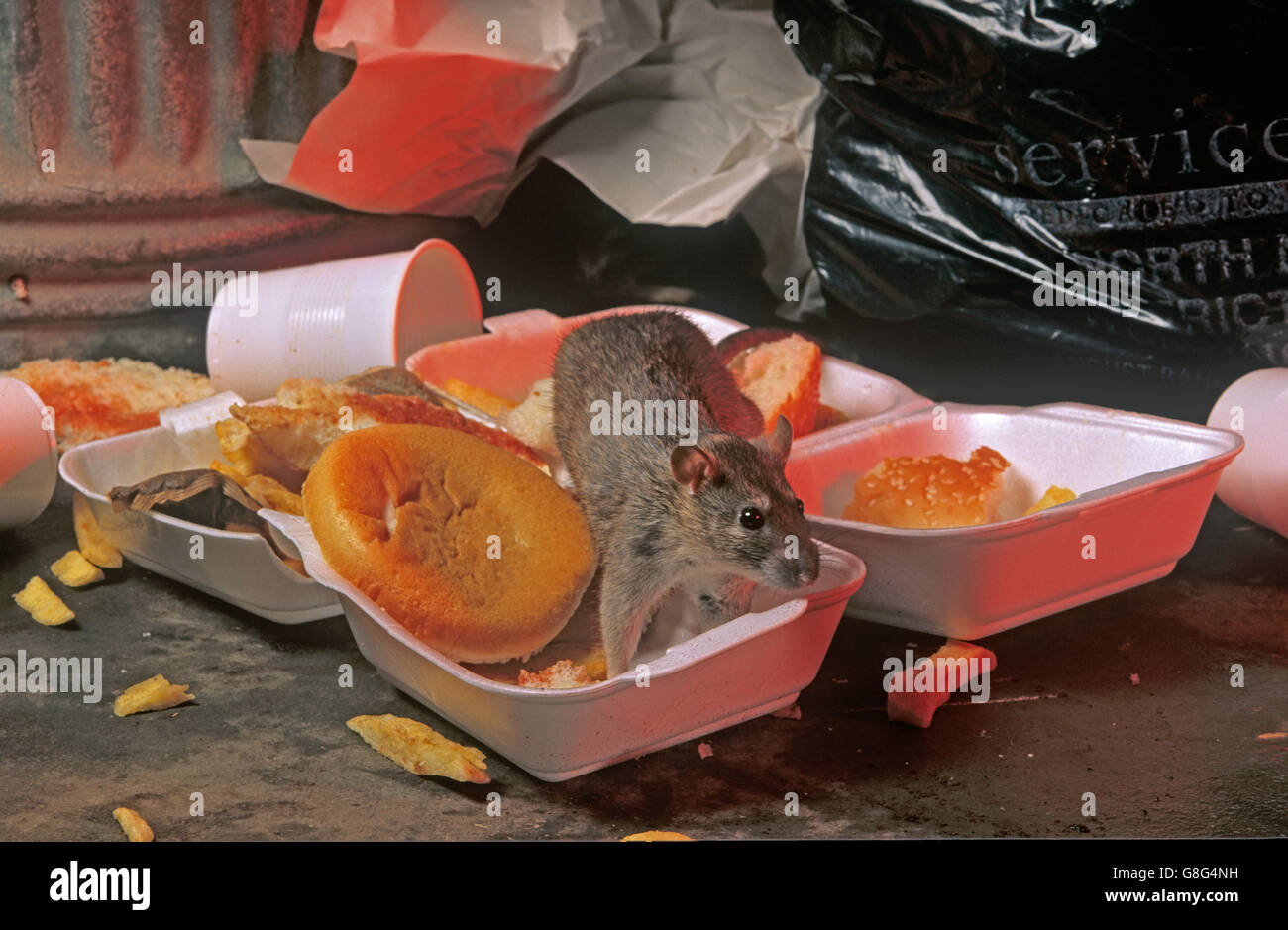 Brown rat Rattus norvegicus en tirant parti des aliments jetés près de la nourriture à emporter en sortie de l'environnement urbain Banque D'Images