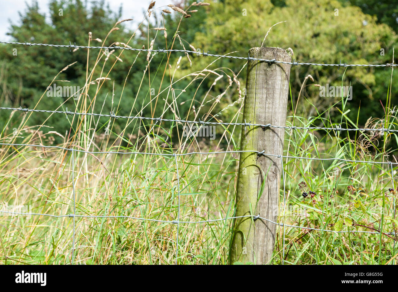 Gros plan d'une clôture en fil barbelé agrafée à un poste en bois au bord d'un champ dans la campagne, Peak District, Derbyshire, Angleterre, RU Banque D'Images