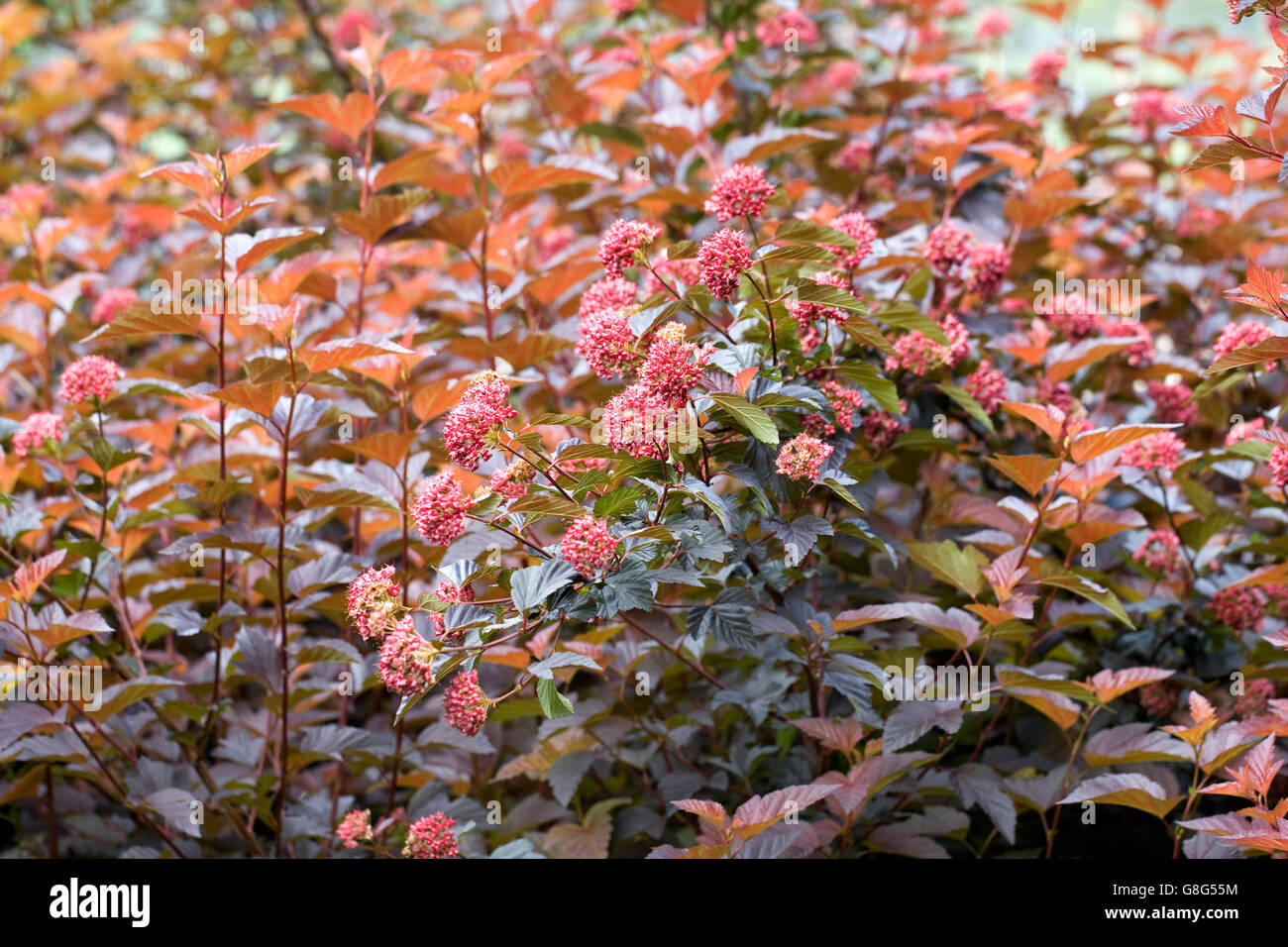 Physocarpus opulifolius 'Burning embers', fleurs non ouvert. Banque D'Images