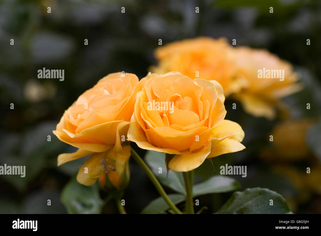 Rosa 'Absolutely Fabulous'. Arbuste jaune rose dans un jardin anglais. Banque D'Images