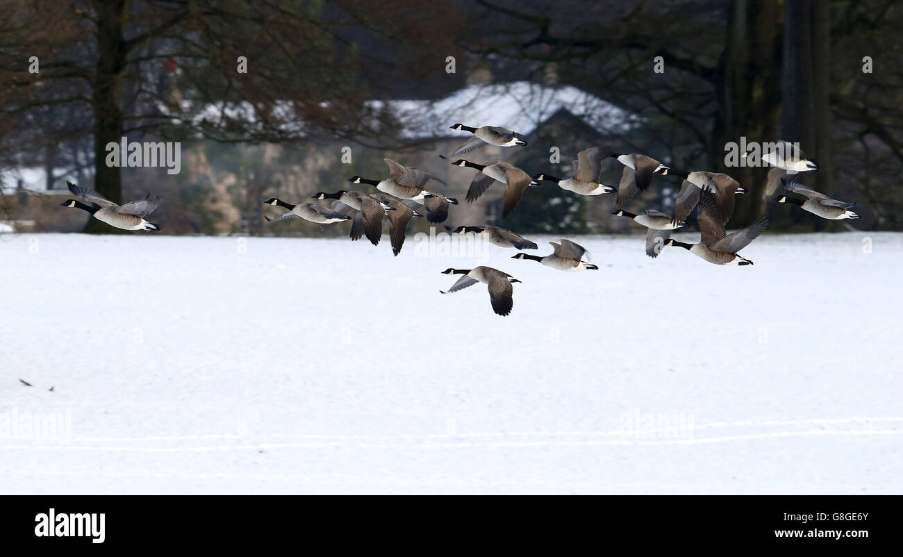 Les oies survolent les terres d'un château de Raby couvert de neige dans le comté de Durham. Banque D'Images