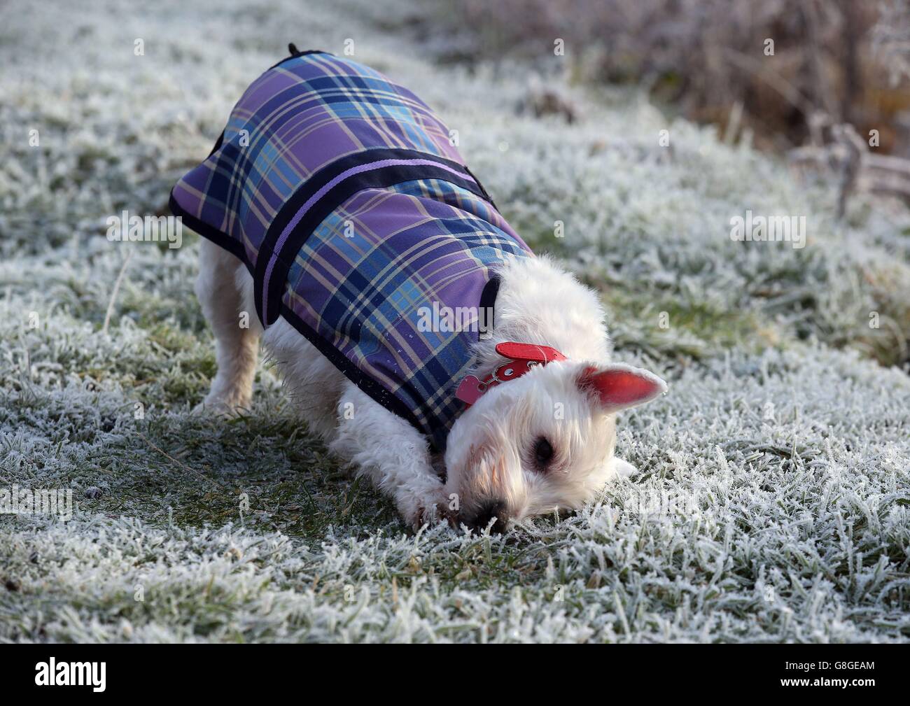 Cora le Terrier écossais porte une veste d'hiver au Forth et Clyde canal au Kelpies près de Falkirk, après de fortes gelées dans le centre de l'Écosse. Banque D'Images