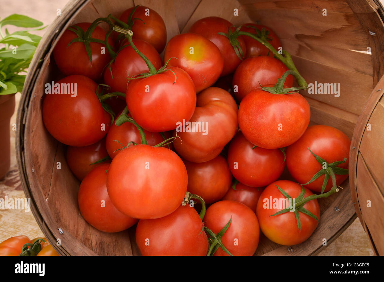 Les tomates biologiques, Farmers Market, Tucson, Arizona, USA. Banque D'Images