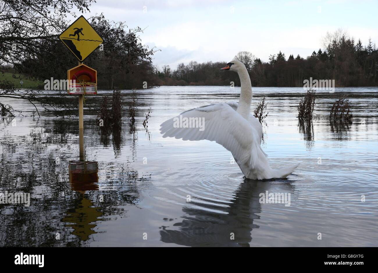 Un cygne dans un parc inondé de Castleconnell dans le comté de Limerick, près de la rivière Shannon, alors que les inondations vont s'aggraver au cours du week-end. Banque D'Images